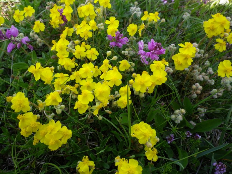 Helianthemum oelandicum / Eliantemo rupino